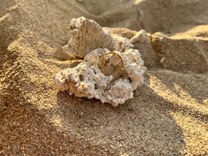 La bague Roma sur un corail à la plage de la saline les bains à l'ile de la Réunion